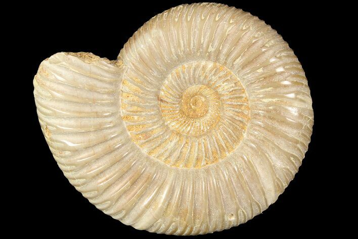 Polished Jurassic Ammonite (Perisphinctes) - Madagascar #185308